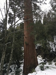 Sequoiadendron giganteum