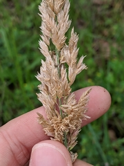 Poa arachnifera