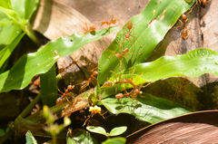 Oecophylla smaragdina