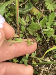 Phacelia dubia interior