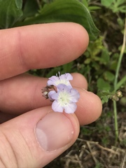 Phacelia dubia interior