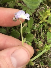 Phacelia dubia interior