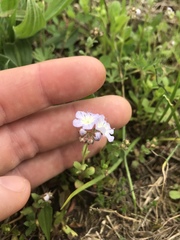 Phacelia dubia interior