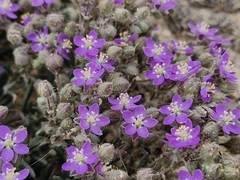 (c) ahabo, some rights reserved (CC BY) Spergularia purpurea, photograph (c) ahabo, some rights reserved (CC BY)