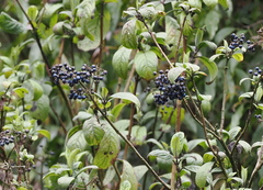Hydrangea febrifuga