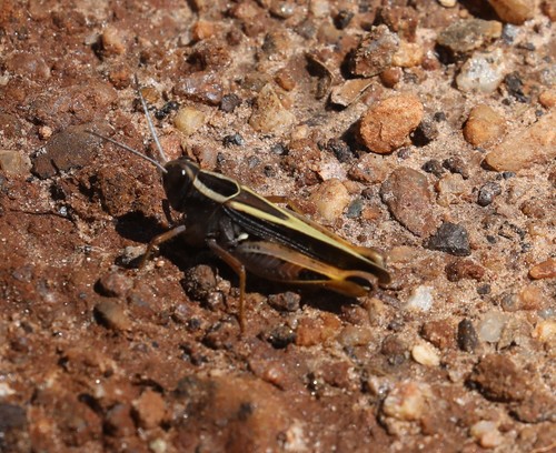 Acorypha brazzavillei