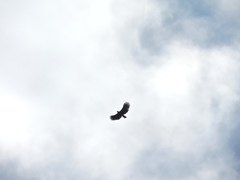 Spizaetus tyrannus