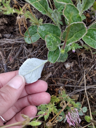 iNaturalist observation photo of Naked Buckwheat