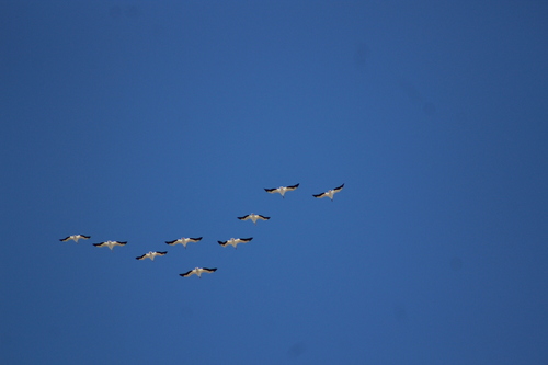 American White Pelican photographed in North Dakota