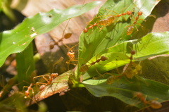 Oecophylla smaragdina