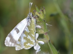 Euchloe belemia