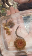Syngnathidae