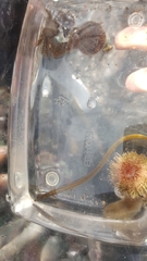 Syngnathidae