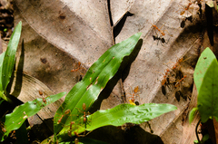 Oecophylla smaragdina