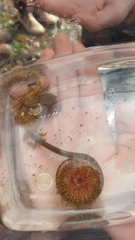 Syngnathidae