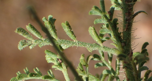 Image of Indigofera heterotricha by (c) Nicola van Berkel, some rights reserved (CC BY-SA)