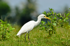 Bubulcus ibis