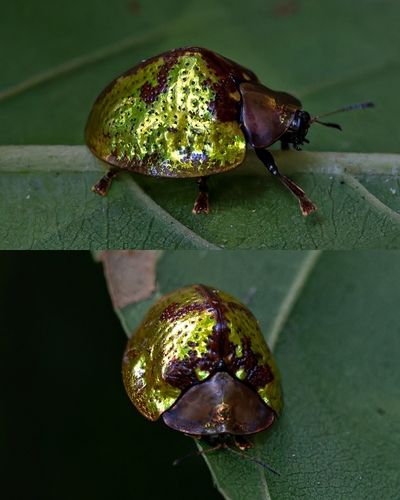 Hybosa gibbera