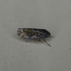 Aphrodinae