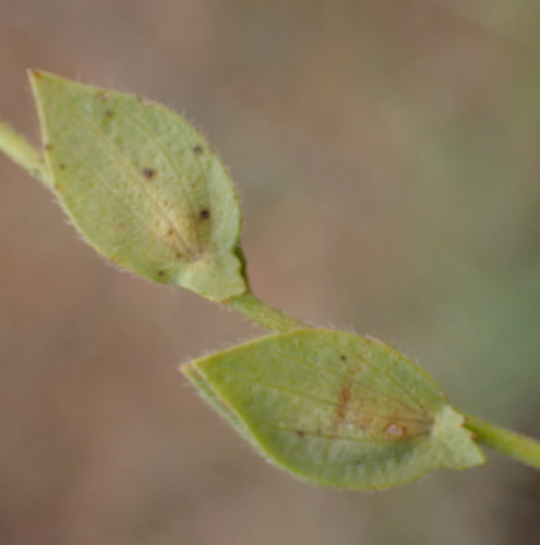 Image of Zornia milneana by (c) Nicola van Berkel, some rights reserved (CC BY-SA)