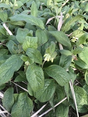 Symphytum bulbosum