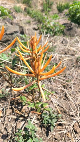 Erythrina leptorhiza, photograph 5