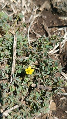 Oxalis pilosa, photograph (c) Eduardo Manuel Quiroz Lozano, some rights reserved (CC BY)