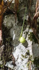 Galanthus woronowii