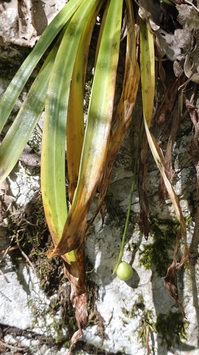 Galanthus woronowii, photograph 2