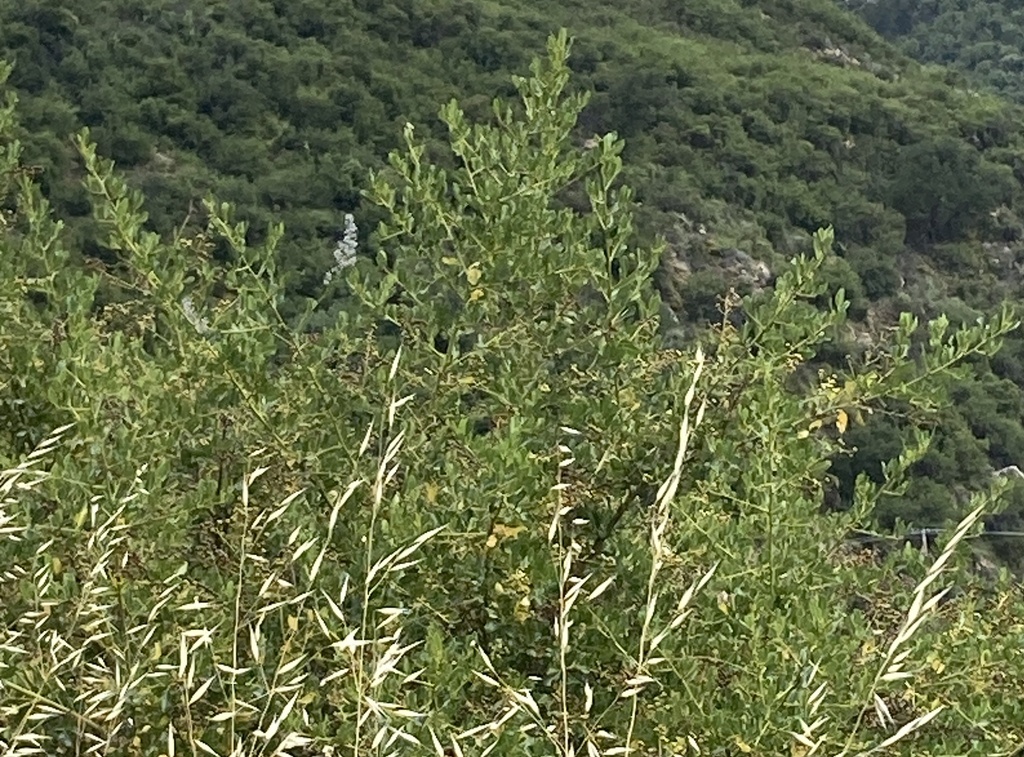 Ceanothus spinosus; photograph (c) Adam J. Searcy, some rights reserved (CC BY)