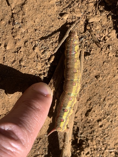 Barbary Spurge Hawk-moth
