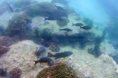 Mycteroperca rosacea