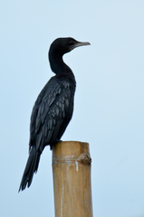 Microcarbo niger