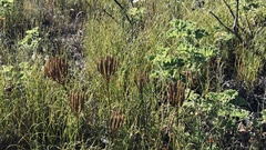 Pseudoselago spuria