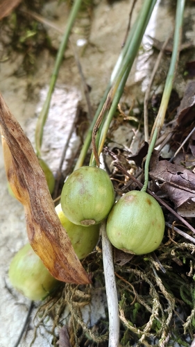 Galanthus woronowii, photograph 3
