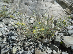 Artemisia genipi