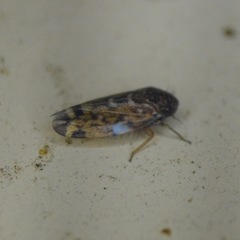 Aphrodinae