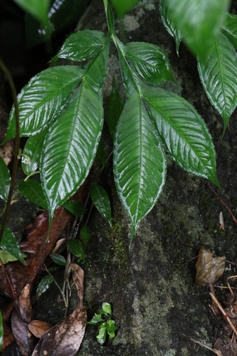 Amorphophallus dunnii, photograph 4