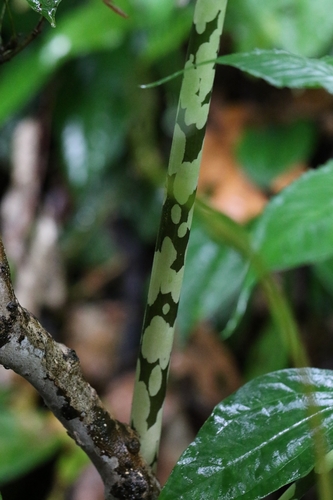 Amorphophallus dunnii, photograph 5