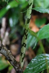 Amorphophallus dunnii, photograph author not stated, no rights reserved