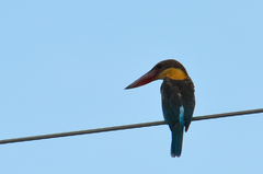 Pelargopsis capensis