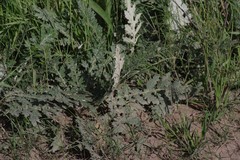Platycarpha glomerata