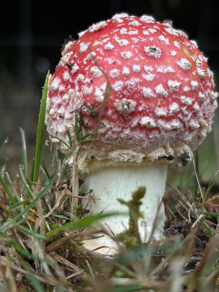 Amanita muscaria · April 2026 · photo: © otteremma (iNaturalist, cc-by-nc)