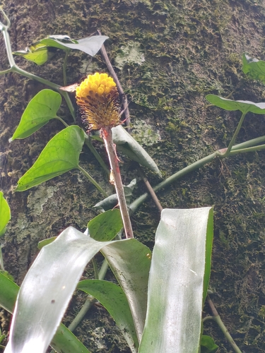 Aechmea calyculata