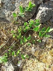 Aristolochia paucinervis