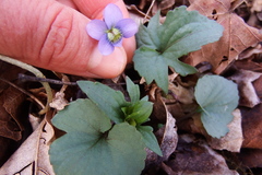 Viola triloba