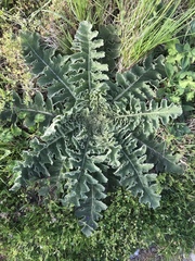 Verbascum sinuatum