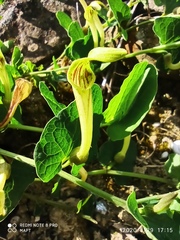 Aristolochia paucinervis