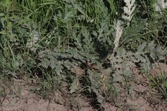 Platycarpha glomerata