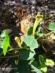 Aristolochia paucinervis